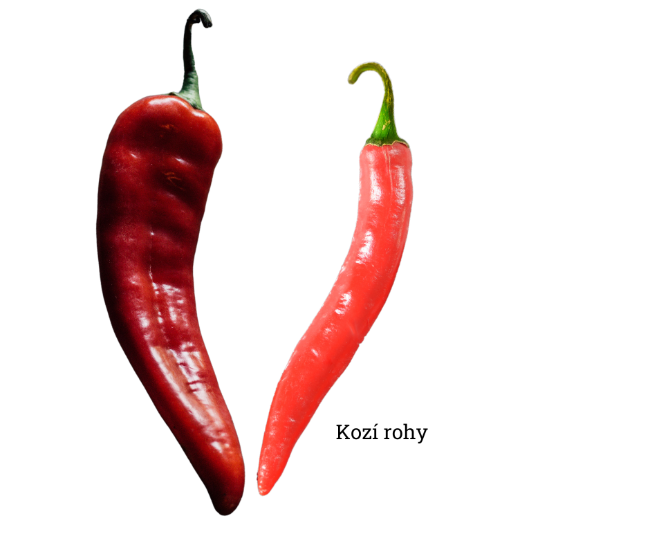 Kozí rohy (2)